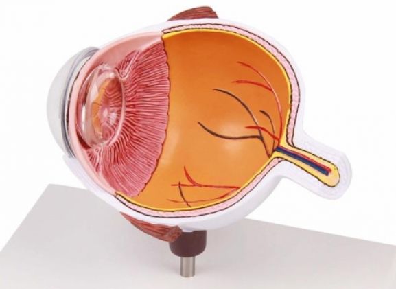 https://mail.jayakelana.co.id/uploads/product/-f50-eye-half-enlarged-474222b7ae0b4f6_cover.jpg