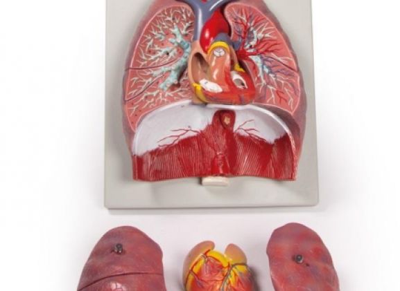 https://mail.jayakelana.co.id/uploads/product/-g115-lungs-heart-and-38020d3548a949b_cover.jpg