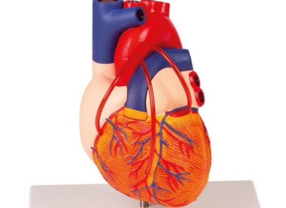 https://mail.jayakelana.co.id/uploads/product/-g205-heart-with-bypass-861038a94bbcbe8_cover.jpg