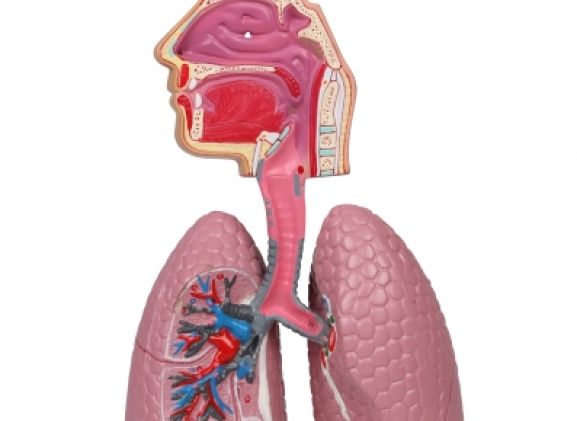 https://mail.jayakelana.co.id/uploads/product/-g216-human-respiratory-system-92835081292854e_cover.jpg