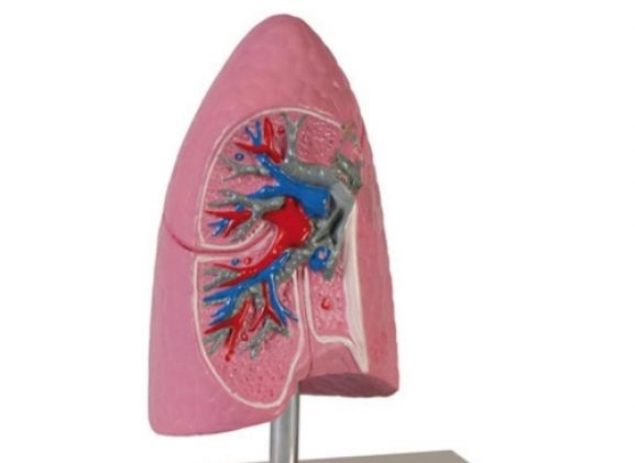 https://mail.jayakelana.co.id/uploads/product/-g252-lung-half-1-2-41293d86e3870d0_cover.jpg