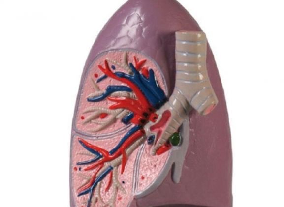 https://mail.jayakelana.co.id/uploads/product/-g253-lung-half-life-77637b23cb65290_cover.jpg