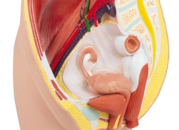 https://mail.jayakelana.co.id/uploads/product/-h210-female-pelvis-life-207604358bdf132_cover.jpg