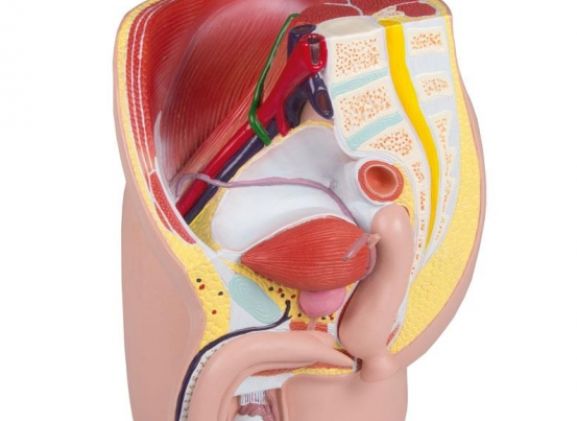 https://mail.jayakelana.co.id/uploads/product/-h211-male-pelvis-life-72549a71094df75_cover.jpg