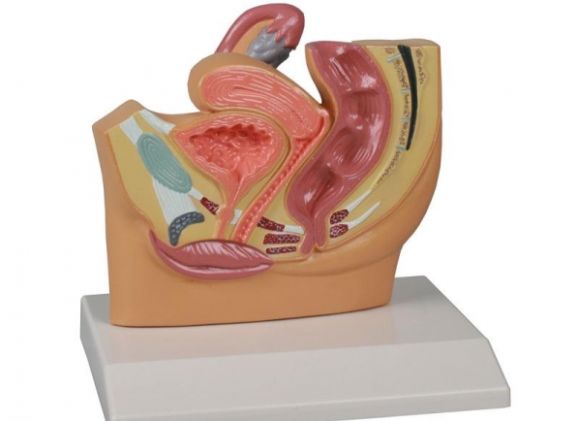 https://mail.jayakelana.co.id/uploads/product/-h220-female-pelvis-section--52120a57fa3b84c_cover.jpg