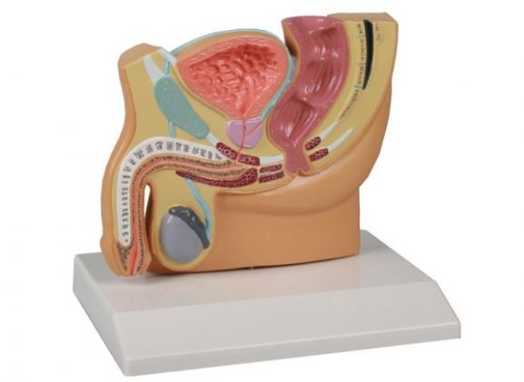 https://mail.jayakelana.co.id/uploads/product/-h221-male-pelvis-section--15800cf2f11ee5e_cover.jpg
