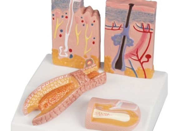 https://mail.jayakelana.co.id/uploads/product/-j214-skin-hair-nail-desktop-model--75860ccbe70094c_cover.jpg