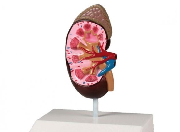 https://mail.jayakelana.co.id/uploads/product/-k212-kidney-model-life-51850a577c0f904_cover.jpg