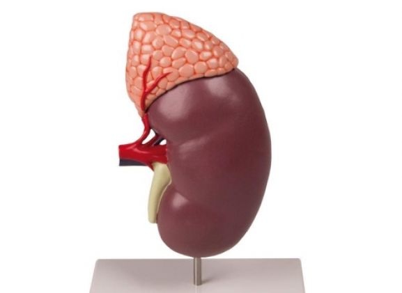 https://mail.jayakelana.co.id/uploads/product/-k213-kidney-with-adrenal-539633d5b6bebb8_cover.jpg