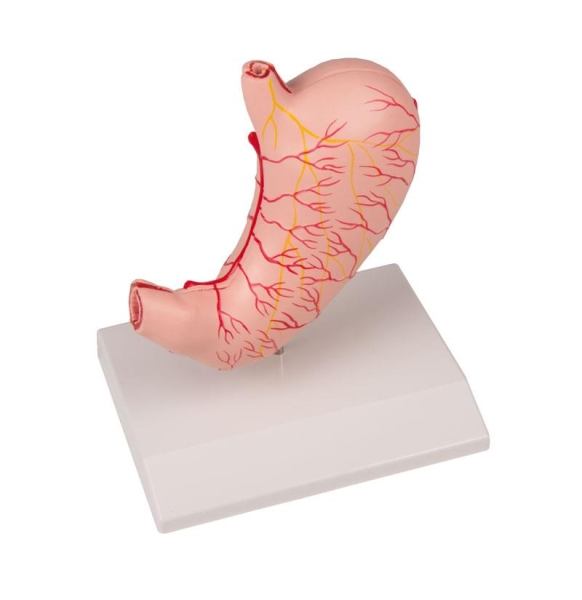 (K215) Stomach, life size, 2 parts