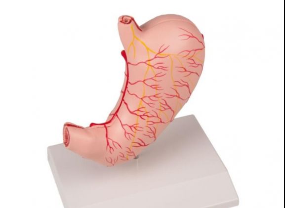 https://mail.jayakelana.co.id/uploads/product/-k215-stomach-life-size--48435fea7fda588_cover.jpg