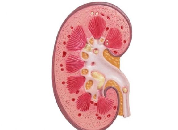 https://mail.jayakelana.co.id/uploads/product/-k229-kidney-stone-model-18398e383d2b92e_cover.jpg