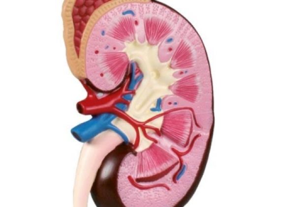 https://mail.jayakelana.co.id/uploads/product/-k260-kidney-model-2-56864f816e635e5_cover.jpg