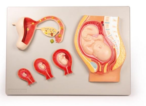 https://mail.jayakelana.co.id/uploads/product/-l101-fetal-development-985412c36eed87f_cover.jpg