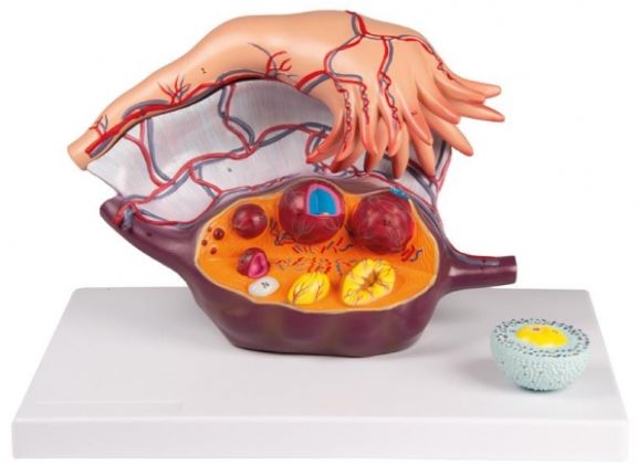 https://mail.jayakelana.co.id/uploads/product/-l103-ovary-structure-94867df53b95bea_cover.jpg