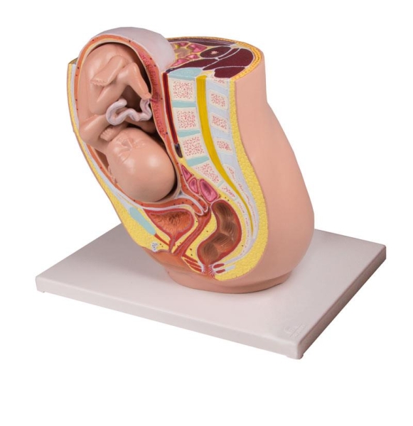 (L220) Pregnancy Pelvis with Fetus in the 32nd Week of Pregnancy, 2 parts