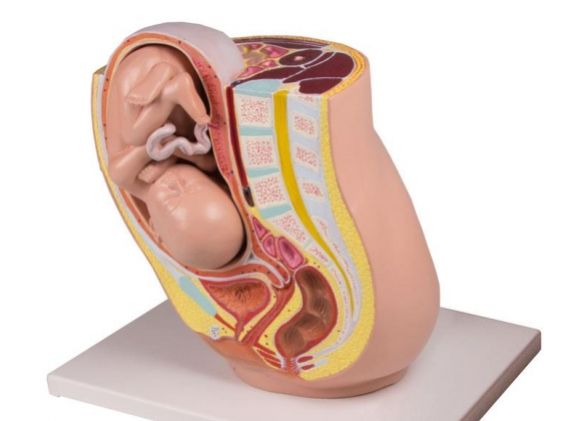 https://mail.jayakelana.co.id/uploads/product/-l220-pregnancy-pelvis-with-650511bab8ca0d7_cover.jpg