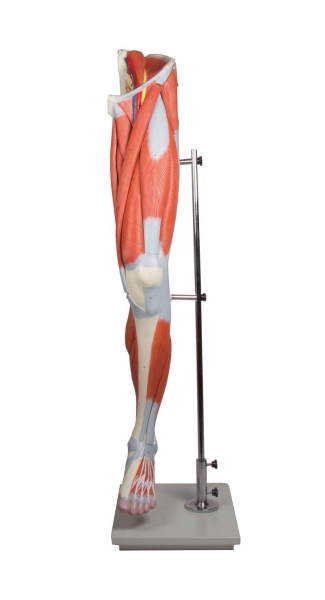 (M220) Leg Muscles, 13-part