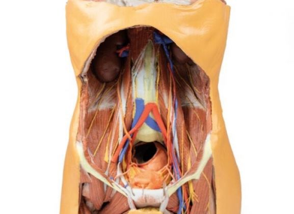 https://mail.jayakelana.co.id/uploads/product/-mp1300-posterior-abdominal-wall-122572f88492647_cover.jpg