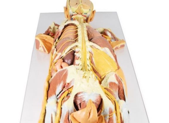 https://mail.jayakelana.co.id/uploads/product/-mp1400-nervous-system-dissection-15695a3a973928a_cover.jpg