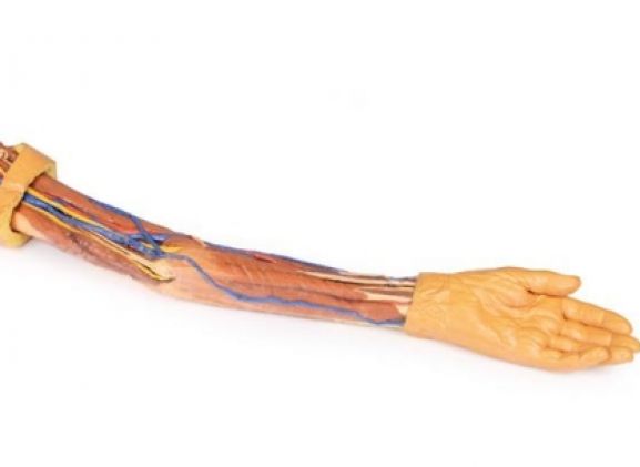 https://mail.jayakelana.co.id/uploads/product/-mp1500-upper-limb-31059dcd2c281b4_cover.jpg