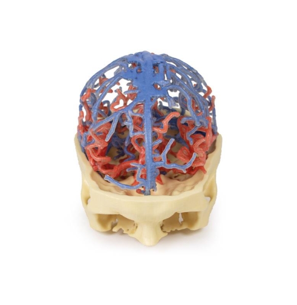 (MP1640) 3D Printed Anatomy - Arterial and Venous Circulation
