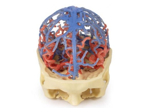 https://mail.jayakelana.co.id/uploads/product/-mp1640-3d-printed-anatomy-5399593a735c862_cover.jpg