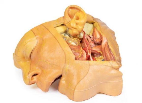 https://mail.jayakelana.co.id/uploads/product/-mp1660-head-and-neck-529904d08f80369_cover.jpg