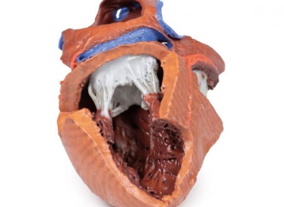 https://mail.jayakelana.co.id/uploads/product/-mp1715-heart-internal-structures-38792208a973a09_cover.jpg