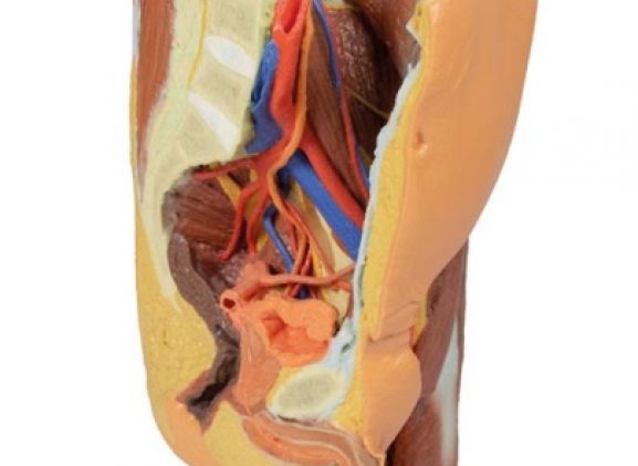 https://mail.jayakelana.co.id/uploads/product/-mp1765-male-left-pelvis-224391ef800a035_cover.jpg