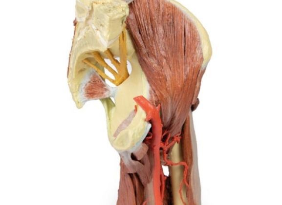 https://mail.jayakelana.co.id/uploads/product/-mp1813-lower-limb--23746be4b341db7_cover.jpg
