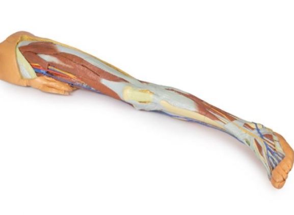 https://mail.jayakelana.co.id/uploads/product/-mp1818-lower-limb-superficial-613000cf0032de5_cover.jpg
