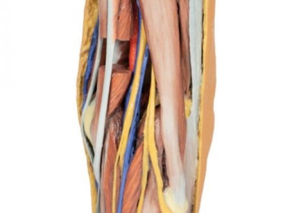 https://mail.jayakelana.co.id/uploads/product/-mp1830-popliteal-fossa-799074de639e510_cover.jpg