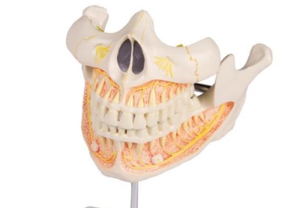 https://mail.jayakelana.co.id/uploads/product/-v181-permanent-teeth-model-98565eb1b62961e_cover.jpg