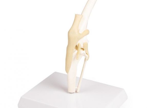 https://mail.jayakelana.co.id/uploads/product/-vet1050-canine-knee-9768551ee887519_cover.jpeg