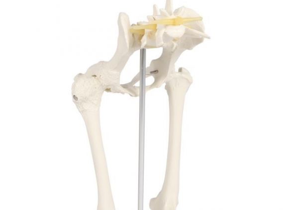 https://mail.jayakelana.co.id/uploads/product/-vet1060-canine-hip-120626c8dfbf12c_cover.jpg