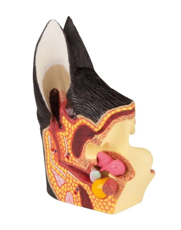 (VET1210) Canine Ear, Healthy/Diseased