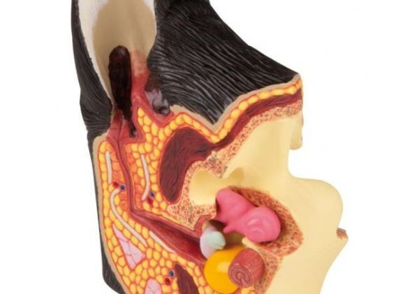https://mail.jayakelana.co.id/uploads/product/-vet1210-canine-ear-healthy-diseased-45213164a401280_cover.jpg