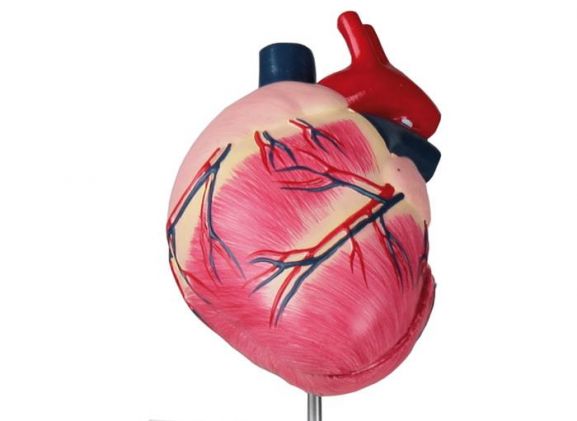 https://mail.jayakelana.co.id/uploads/product/-vet1250-canine-heart-life-183124181f9fb5f_cover.jpeg