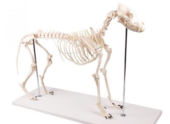 https://mail.jayakelana.co.id/uploads/product/-vet1700-dog-skeleton-olaf--98585bf4758d6bc_cover.jpg