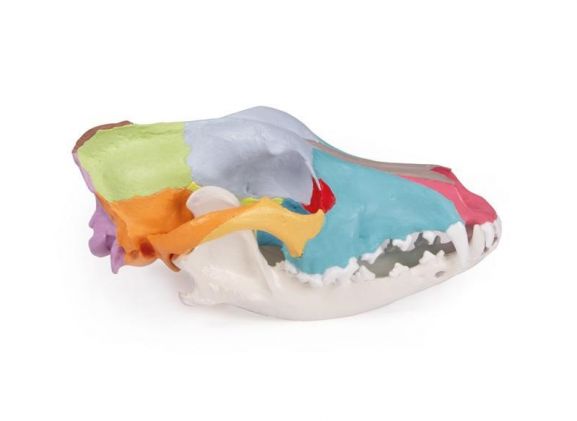 https://mail.jayakelana.co.id/uploads/product/-vet1708-dog-skull-with-403613d7cbd1232_cover.jpg