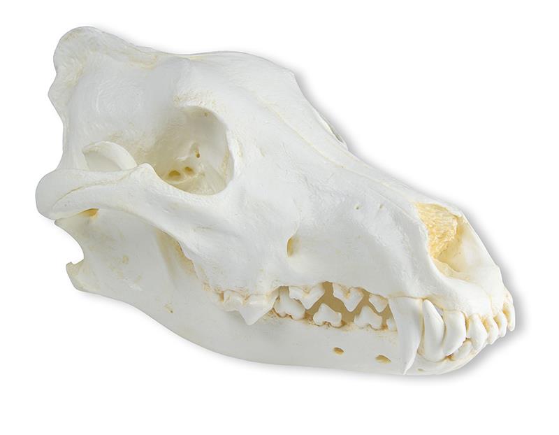 (VET2025) Skull, Wolf (Canis lupus), Alaskan Wolf