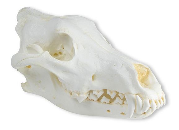 https://mail.jayakelana.co.id/uploads/product/-vet2025-skull-wolf-canis-789558f3d549373_cover.jpeg