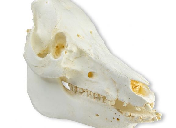 https://mail.jayakelana.co.id/uploads/product/-vet2035-skull-domestic-pig-51963d098fd3316_cover.jpeg
