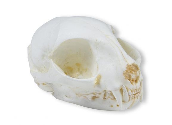 https://mail.jayakelana.co.id/uploads/product/-vet2060-skull-wild-cat-20560726823b246_cover.jpeg