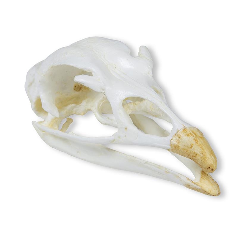 (VET2070) Skull, Turkey (Meleagris gallopavo)