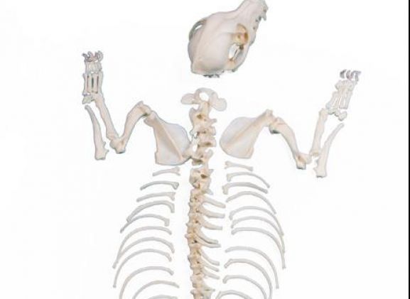 https://mail.jayakelana.co.id/uploads/product/-vet3010-dog-skeleton-unassembled--77932aa83dc80e8_cover.jpeg