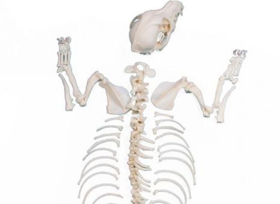 https://mail.jayakelana.co.id/uploads/product/-vet3020-dog-skeleton-unassembled--650565185685adc_cover.jpeg