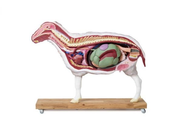 https://mail.jayakelana.co.id/uploads/product/-vet3310-sheep-model-12-22012f0d10f7fd4_cover.jpg