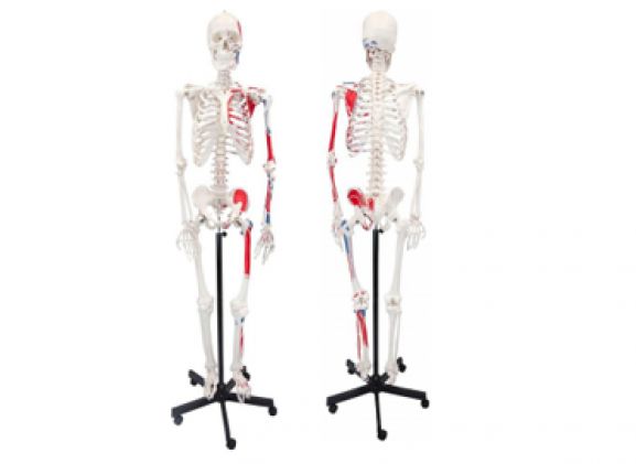 https://mail.jayakelana.co.id/uploads/product/axis-scientific-paintedhuman-skeleton-211785d9da695be_cover.png